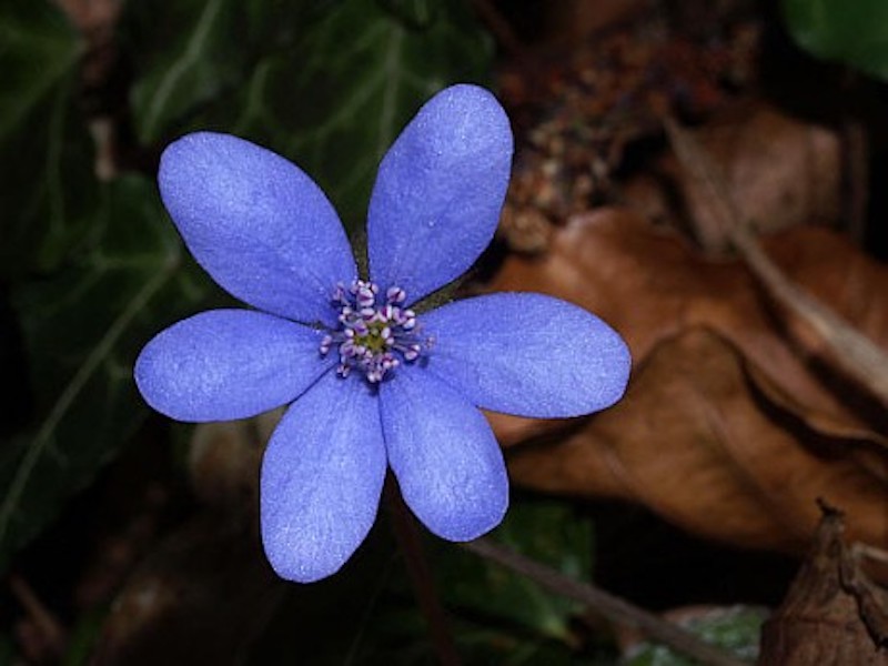 Blume des Jahres 2013 – Das Gewöhnliche Leberblümchen