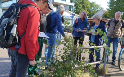 Botanische Exkursionen 2025 – fast 30 Veranstaltungen
