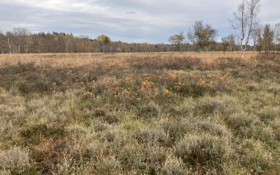 Start in den November: Exkursion ins Große Moor bei Loose / Russlandmoor