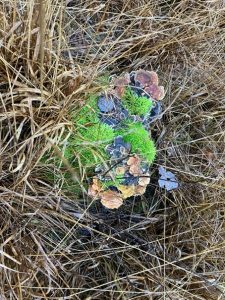 20260116 3 Entkusseln Hechtmoor