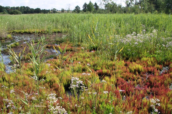 Salzquellen im Brenner Moor