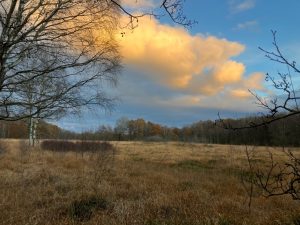 Die entkusselten Flächen im Westteil des Moores. Eine kleine Gehölzinsel dient Kreuzottern als Schutz gegen Greifvögel.