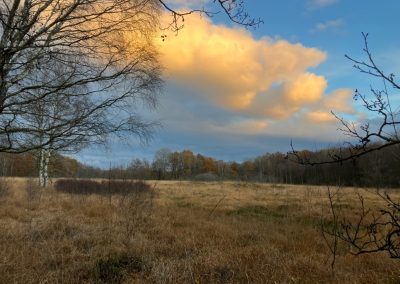 Die entkusselten Flächen im Westteil des Moores. Eine kleine Gehölzinsel dient Kreuzottern als Schutz gegen Greifvögel.